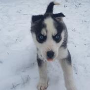 Siberian husky Stella