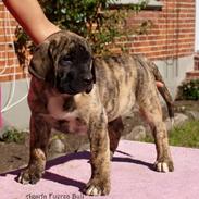 Dogo canario Fuerza bull Agarfa (Sarah)