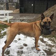 Malinois Czhaplin Codi-Fin