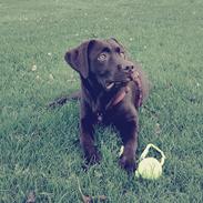 Labrador retriever Svala