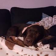 Labrador retriever Svala