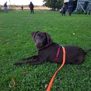 Labrador retriever Svala
