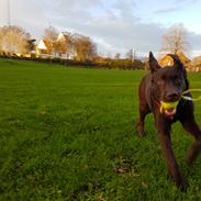Labrador retriever Svala