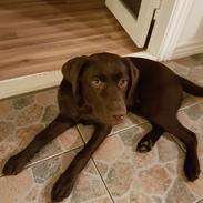 Labrador retriever Svala