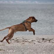 Rhodesian ridgeback Hazinas 7th Galactic Cosmos "Sam"