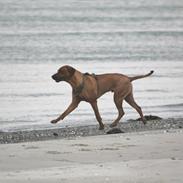 Rhodesian ridgeback Hazinas 7th Galactic Cosmos "Sam"