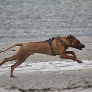 Rhodesian ridgeback Hazinas 7th Galactic Cosmos "Sam"