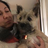 Cairn terrier Cashi’s Wincent (Cosmo)