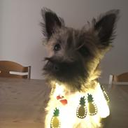 Cairn terrier Cashi’s Wincent (Cosmo)