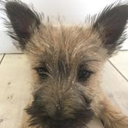 Cairn terrier Cashi’s Wincent (Cosmo)