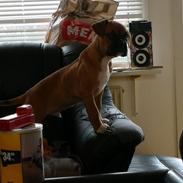 Blanding af racer Zeus