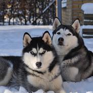 Siberian husky Mesmocan Kida of Kiowa (Kida)