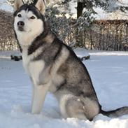 Siberian husky Mesmocan Kida of Kiowa (Kida)