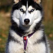 Siberian husky Mesmocan Lightning Ridge (Iza)