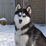 Siberian husky Mesmocan Lightning Ridge (Iza)