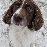 Field Trial Springer Spaniel sepa's Louie