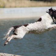 Field Trial Springer Spaniel sepa's Louie