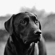 Labrador retriever Balder