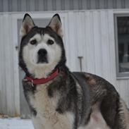 Siberian husky Nala