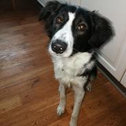 Border collie Zento 