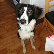 Border collie Zento 