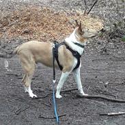 Collie korthåret Balder