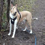 Collie korthåret Balder
