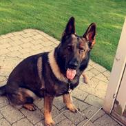 Schæferhund Bosko