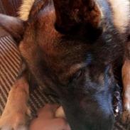 Schæferhund Bosko