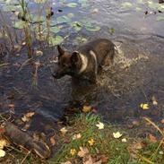 Schæferhund Bosko