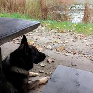 Schæferhund Bosko