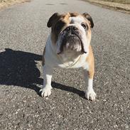 Engelsk bulldog Arnold