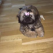 Shih tzu Mynthe