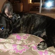 Fransk bulldog Mille