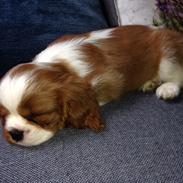 Cavalier king charles spaniel Figgo ( Colourworld's Cristopher Ewing )