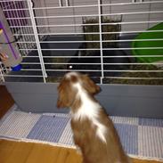 Cavalier king charles spaniel Figgo ( Colourworld's Cristopher Ewing )