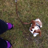 Cavalier king charles spaniel Figgo ( Colourworld's Cristopher Ewing )