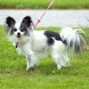 Papillon nye billeder af lille fisen.