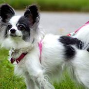 Papillon nye billeder af lille fisen.
