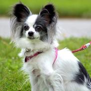 Papillon nye billeder af lille fisen.