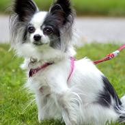 Papillon nye billeder af lille fisen.