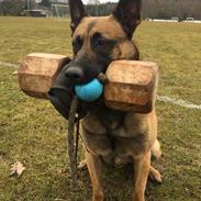 Malinois Czhaplin Codi-Fin