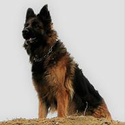 Schæferhund Vestegnen's Ciba