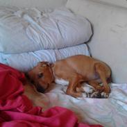 Blanding af racer Mila freja jensen