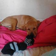 Blanding af racer Mila freja jensen