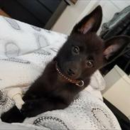 Schipperke Yuna