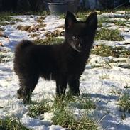 Schipperke Yuna