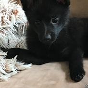 Schipperke Yuna