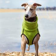 Whippet Silas (Tanalorn Kelvin Knock Out)