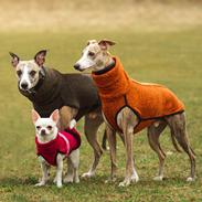Whippet Silas (Tanalorn Kelvin Knock Out)